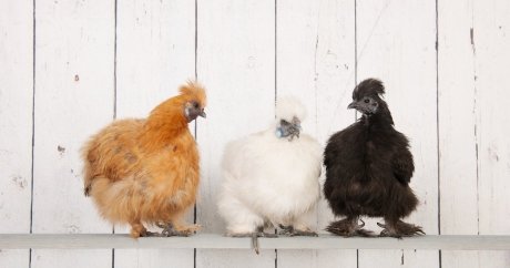 Home insurance and chickens: what to know as Toronto’s pilot project takes off